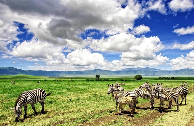 12 days Luxury Tanzania Honeymoon Safari and Zanzibar - Key points to know before booking
