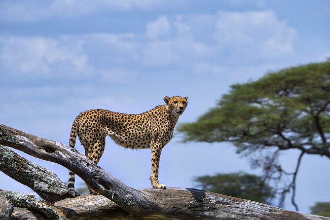 12 days Luxury Tanzania Honeymoon Safari and Zanzibar - Day 3 at Lake Manyara, a compact park with big variety