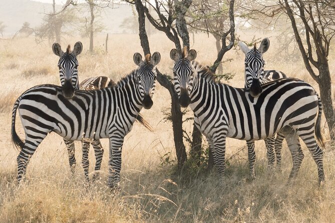 12 days Luxury Tanzania Honeymoon Safari and Zanzibar - Day 4 entering the Serengeti through Ngorongoro country