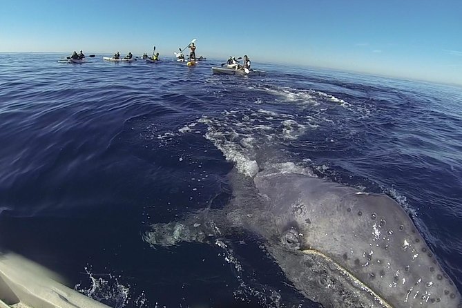 2 Hour Whale Watching Kayak Tour for Two - Key points to know before booking