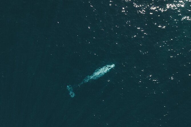 2 Hour Whale Watching Kayak Tour for Two - Starting at Everyday California in La Jolla