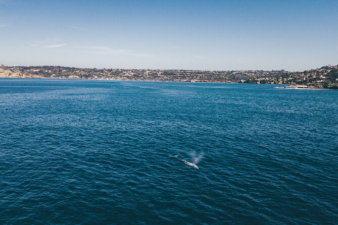 2 Hour Whale Watching Kayak Tour for Two - What you might see from the kayak