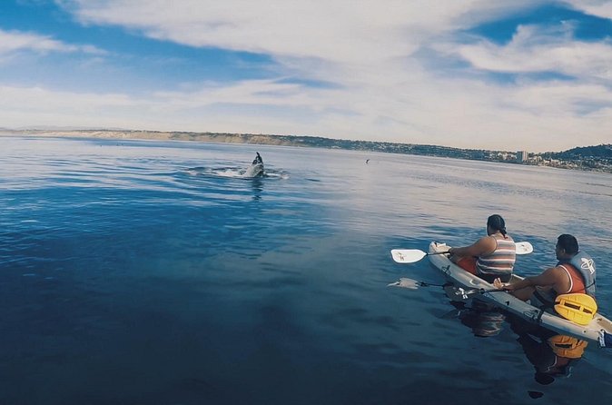 2 Hour Whale Watching Kayak Tour for Two - Guides who make the quiet moments useful