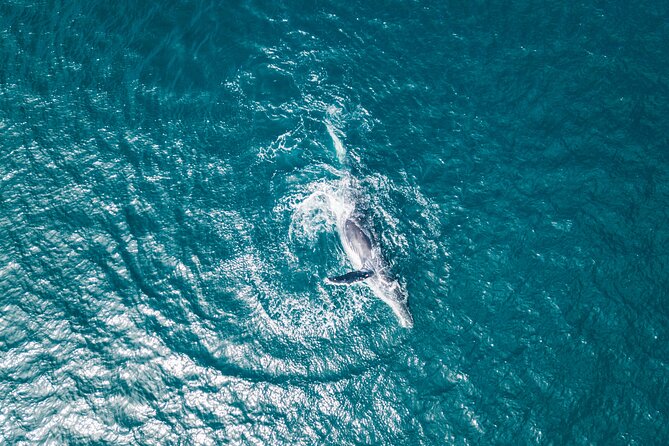 2 Hour Whale Watching Kayak Tour for Two - Fitness, clothing, and practical preparation