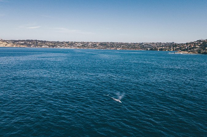 2 Hour Whale Watching Kayak Tour for Two - Who should book this La Jolla kayak trip?