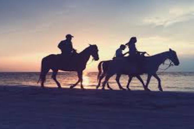 3-Hour Swim with Horses and Romantic Dinner from Hurghada hotels - From Hurghada hotels to the desert