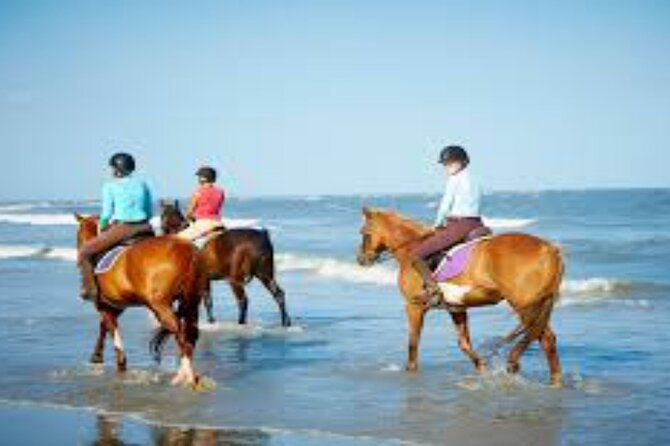 3-Hour Swim with Horses and Romantic Dinner from Hurghada hotels - Meeting the horses and learning the basics
