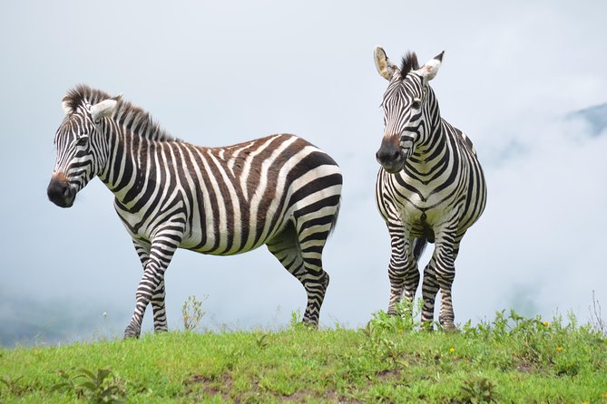 4 days Authentic honeymoon safari Serengeti and ngongoro crater - Day 2: A full day around Seronera