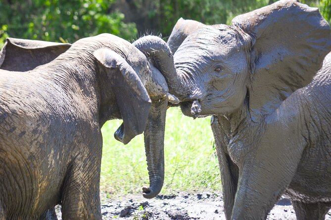 4 days Authentic honeymoon safari Serengeti and ngongoro crater - The safari vehicle, privacy, and daily rhythm