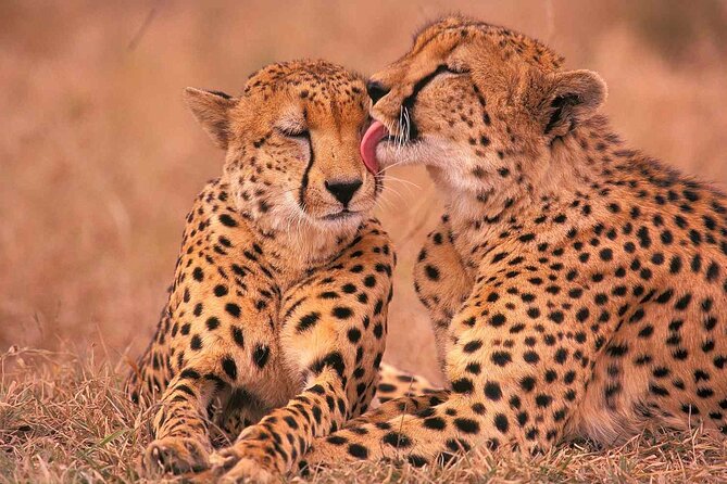 6-Day Honeymoon Safari Tour Package in Tanzania - Day 5: A full game drive inside Ngorongoro Crater