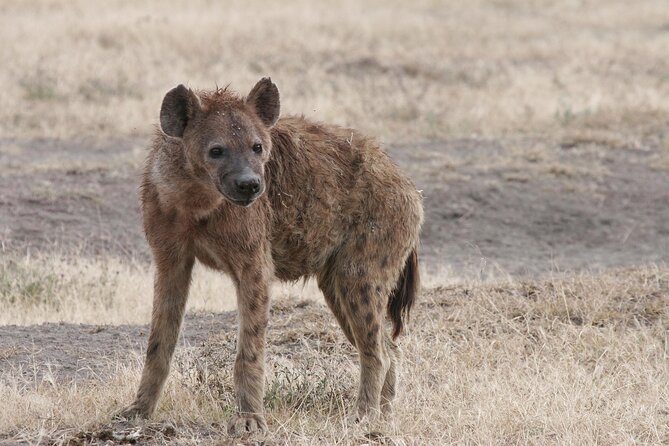 9-Day Ultimate Tanzania Honeymoon Safari Luxury Package - Why this honeymoon safari works