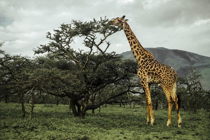 9-Day Ultimate Tanzania Honeymoon Safari Luxury Package - Day 5: A full day inside Ngorongoro Crater
