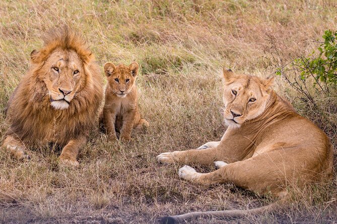 9-Day Ultimate Tanzania Honeymoon Safari Luxury Package - Days 2 and 3: Lake Manyara by vehicle, on foot, and after dark