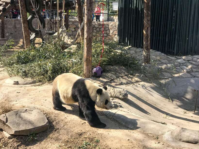 Beijing:Summer Palace Private/Group Tour or book Ticket Only - The political halls and Cixi’s living quarters