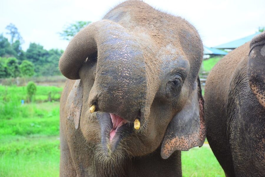 Chiang Mai: Private Elephant Care Experience for Couples - Learning to make Thai lunch