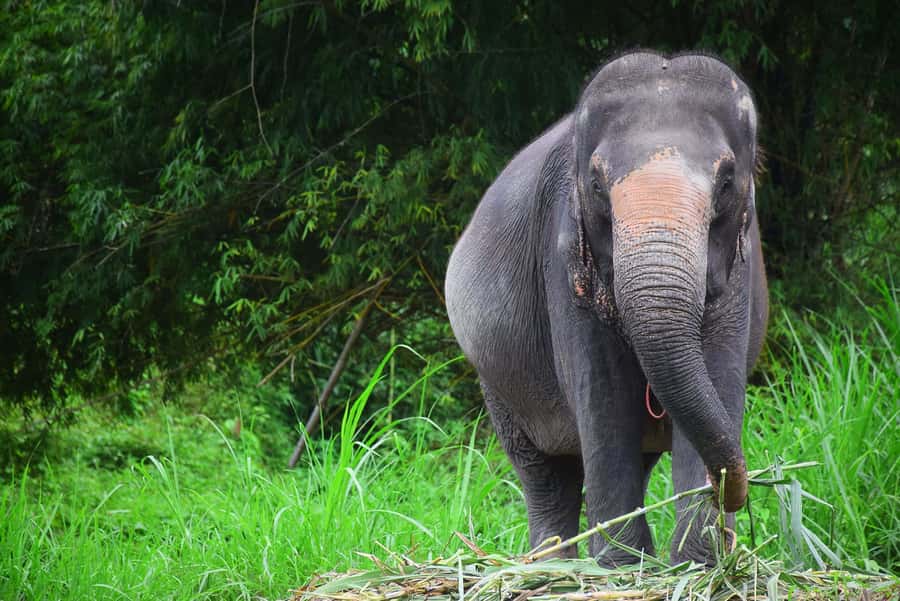 Chiang Mai: Private Elephant Care Experience for Couples - Mud, water, and elephant care