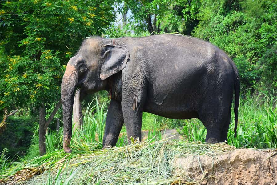 Chiang Mai: Private Elephant Care Experience for Couples - What the high praise tells you