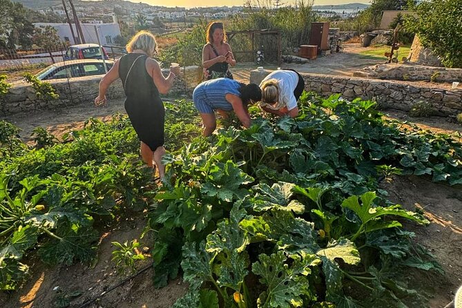 Cooking Class Sunset Dinner and Tour in Paros Farm - Timing, meeting point, and group size