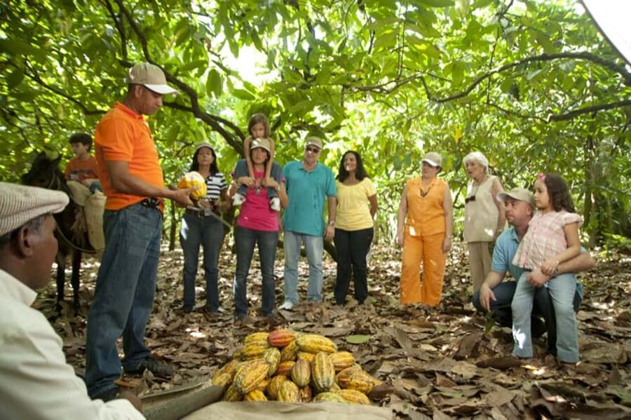Dominican Republic: 3-Hour Chocolate Lovers Tour - Fermentation and drying, where flavor takes shape