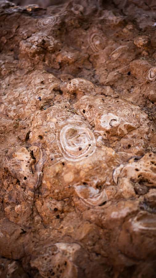 From Dubai: Zerzura Buggy Experience + Private Dinner - Fossil Rock connects the desert to an older world