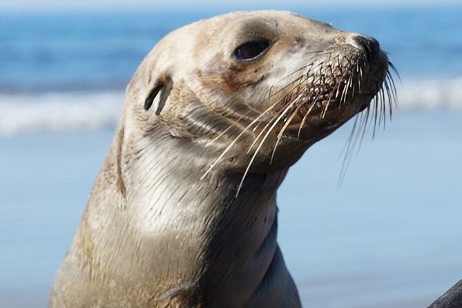 Kayak Rental for Two People in La Jolla - Wildlife possibilities, from fish to whales