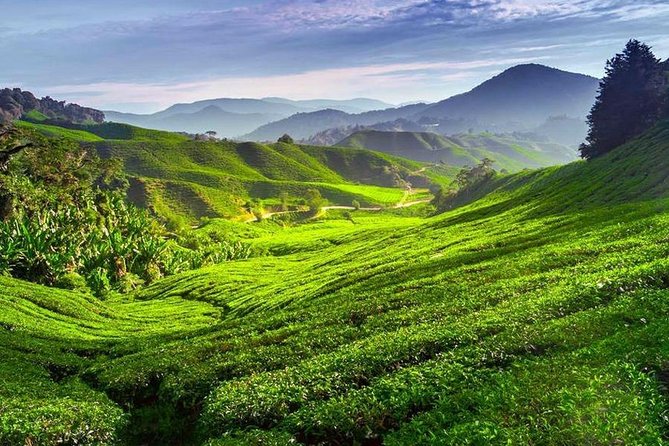 Kerala Honeymoon Special Package with Private Houseboat - Day 1: Cheeyappara Waterfalls and Munnar