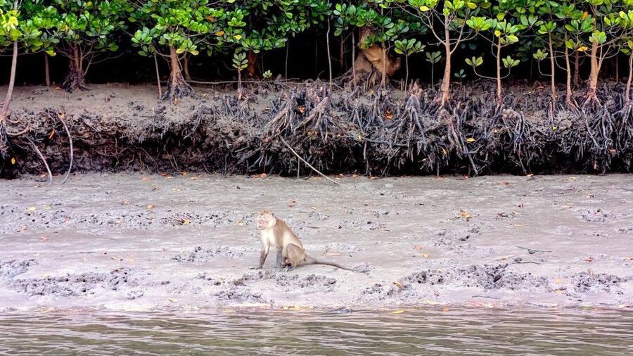 Koh Lanta: Romantic Sunrise Private Gondola Tour - Macaques, mudskippers, and morning birds