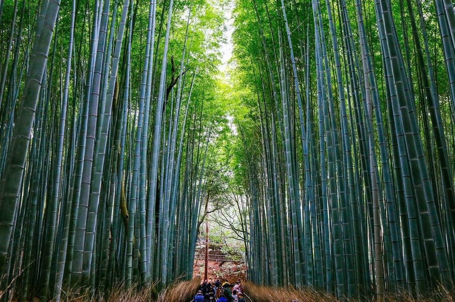 Kyoto: Arashiyama Tour with optional Sagano Romantic Train - Walking the Arashiyama Bamboo Forest