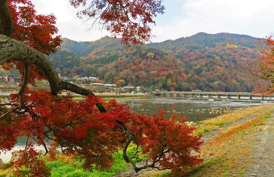 Kyoto: Arashiyama Tour with optional Sagano Romantic Train - Is $105 a fair price?