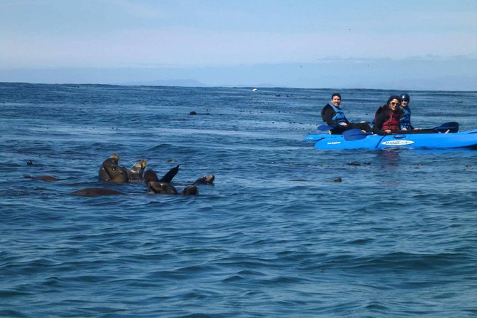 La Jolla Sea Caves Kayak Tour For Two (Tandem Kayak) - Why this La Jolla kayak trip is worth your time