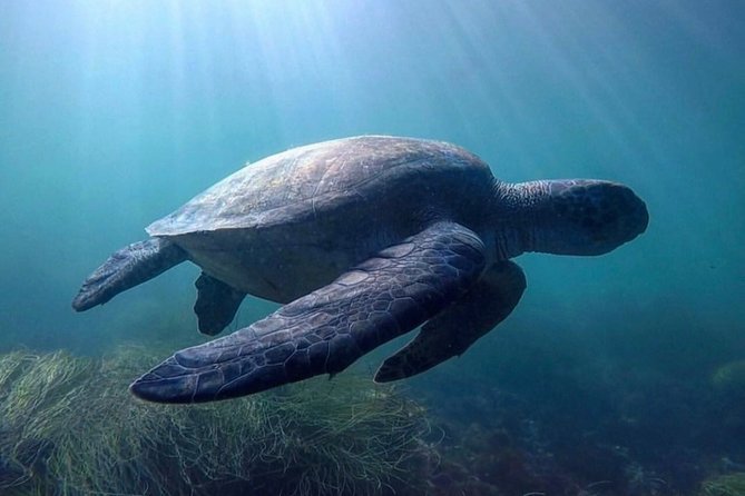 La Jolla Sea Caves Kayak Tour For Two (Tandem Kayak) - Kelp beds, rock formations, and marine life