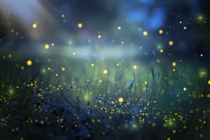 Magical Village Tour & Private Dinner with Fireflies in Bali - Key points at a glance