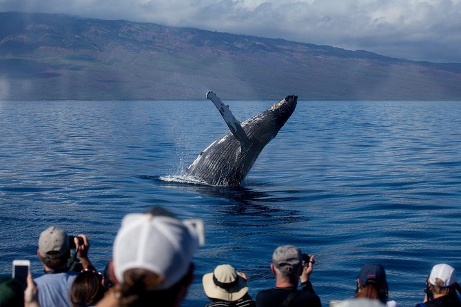 Maui Premium Sunset Dinner Cruise & Whale Watch - Quick take: what makes this cruise worth considering