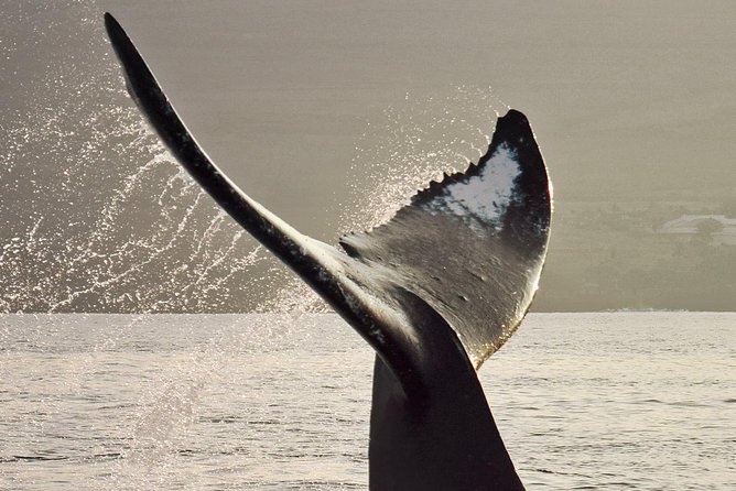 Maui Premium Sunset Dinner Cruise & Whale Watch - Leaving Maalaea Harbor for the open Pacific