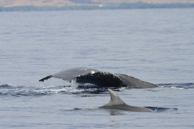 Maui Premium Sunset Dinner Cruise & Whale Watch - Sunset, dinner, and drinks on board