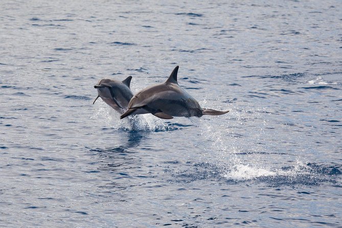 Maui Premium Sunset Dinner Cruise & Whale Watch - The practical question of motion sickness