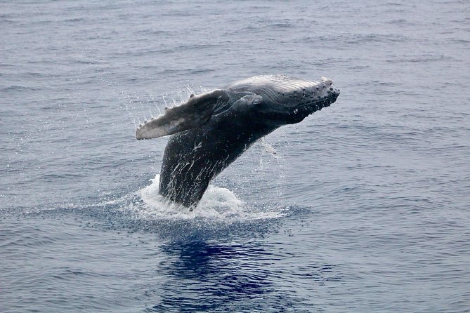 Maui Premium Sunset Dinner Cruise & Whale Watch - Finding humpbacks with a trained naturalist