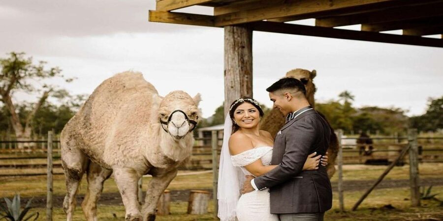 Moroccan Luxury Wedding Ritual: Full romantic experience - Dinner, Moroccan food, wine, and music