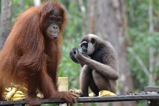 Orangutan Tanjung Puting Honeymoon CoupleTour - What sleeping on the klotok is really like