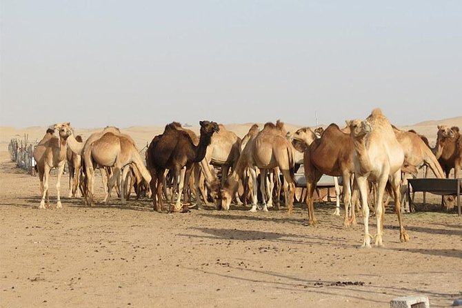 Private Romantic Dinner in Desert Abu Dhabi with Hot BBQ Dinner - Is $499 good value for up to six?