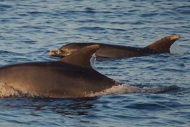 Romantic Boat Trip with Dolphin Watching - Group size and the feel of the boat
