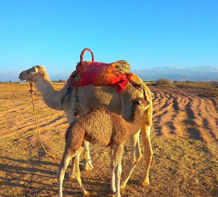 Romantic Dinner & Camel Ride In Agafay Desert - Practical tips for a smoother evening