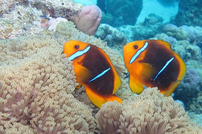 Romantic Dive for beginners in Bora Bora (2 people) with Video - Who will enjoy this most?