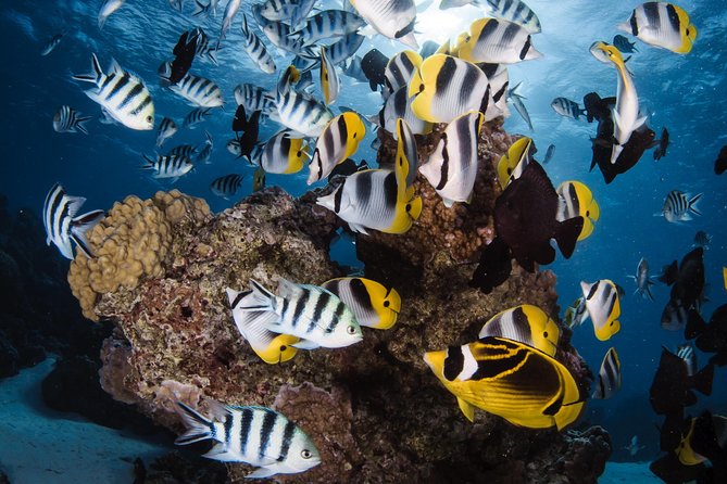 Romantic Dive for beginners in Bora Bora (2 people) with Video - Learning the basics before going underwater