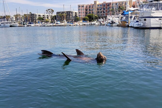 Romantic Luxury Boat Cruise with Wine Cheese Sea LionTours - Wine, charcuterie, and the first look at the marina