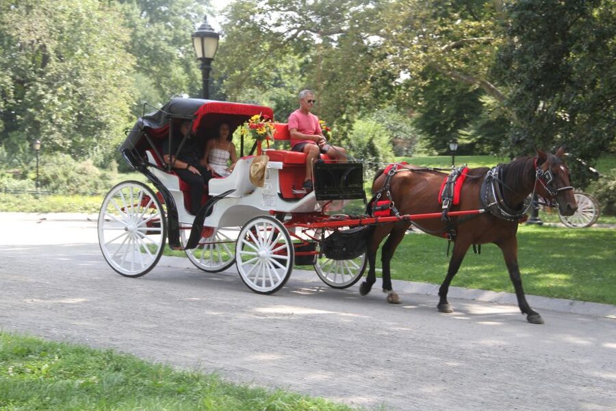 Romantic/Proposal Central Park Carriage Tour Up to 4 Adults - A proposal plan built around Central Park’s best-known views