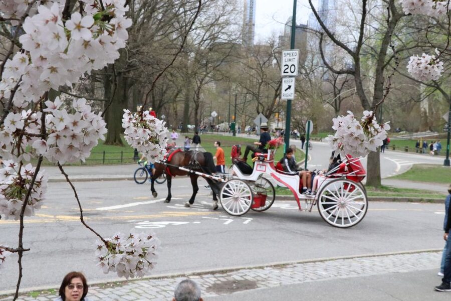 Romantic/Proposal Central Park Carriage Tour Up to 4 Adults - Should you book this Central Park carriage tour?