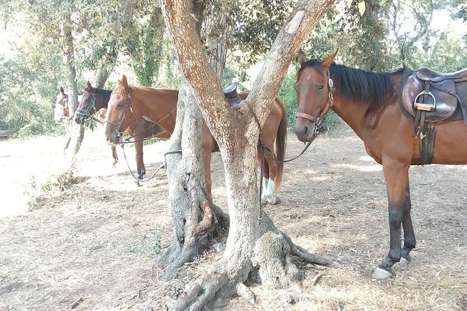Rome : Horseback Riding with meals and wine included - Roman food after the saddle