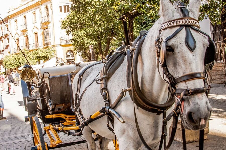 Seville: Authentic and Romantic Horse-Drawn Carriage Ride - What the $118 group price really means