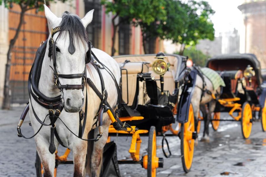 Seville: Authentic and Romantic Horse-Drawn Carriage Ride - Who should book this Seville carriage ride?
